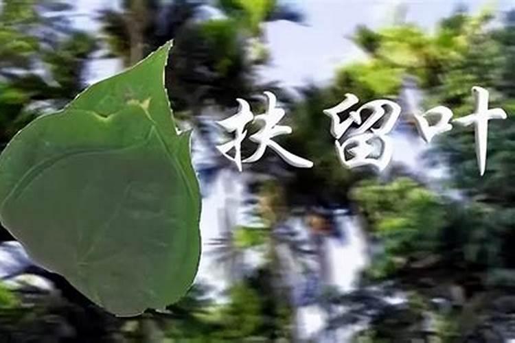 食疗可以补气的有哪些食物？禁忌有哪些呢？