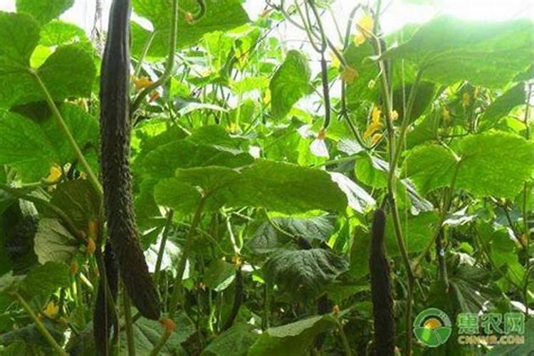 如何给黄瓜、豆角、西红柿施肥