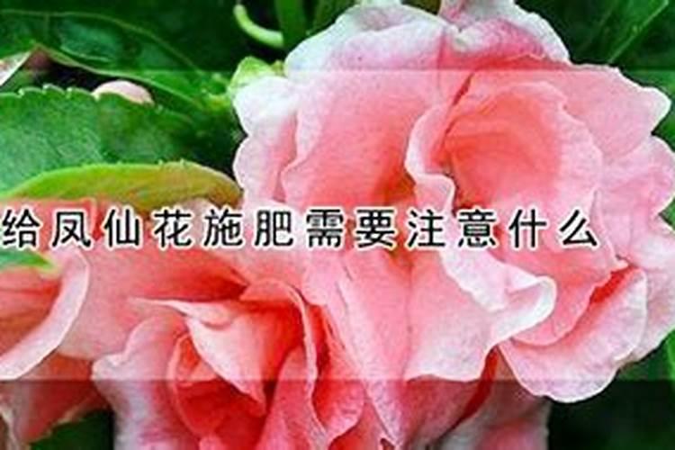 月季几天浇一次水最好