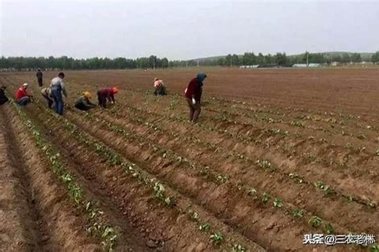 种植番薯需要施肥吗
