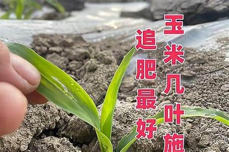 玉米头次追肥几片叶好