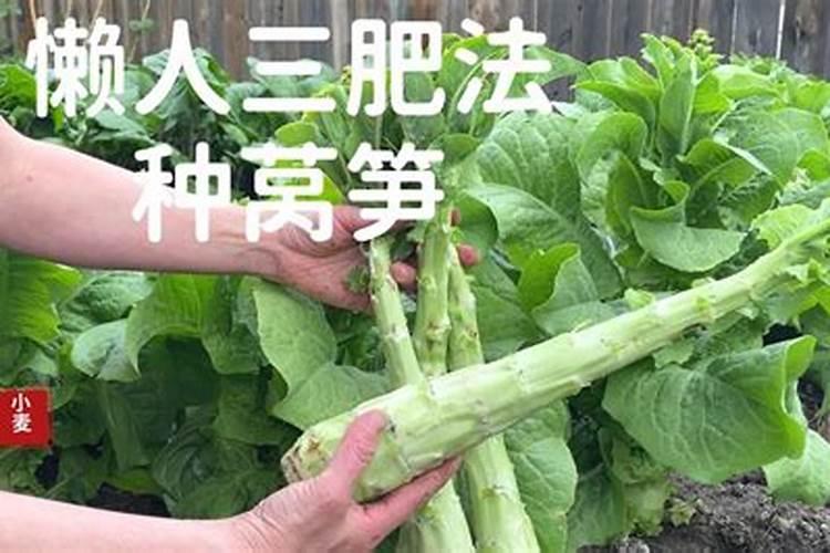 磷酸二氢钾与颗粒硼和水按什么比例喷施莴笋？
