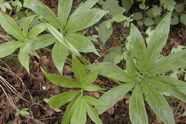 种植半夏施肥要合理,该怎样给叶面喷肥？