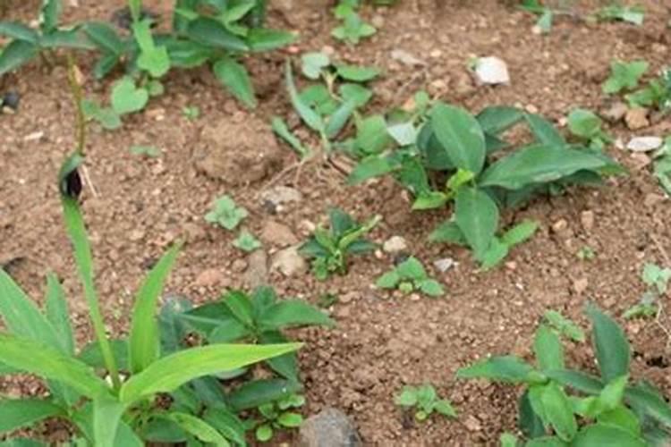 种植半夏施肥要合理,该怎样给叶面喷肥？