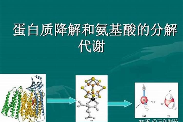 动物蛋白和鱼蛋白的区别