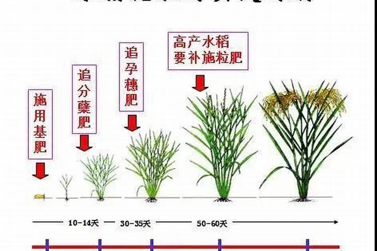 一亩稻田放复合肥多少斤