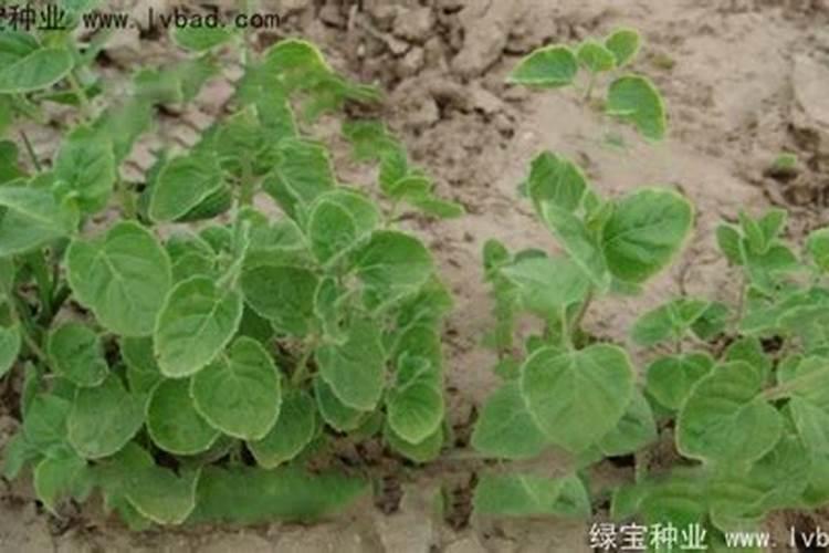 沙参未出苗除草用什么？