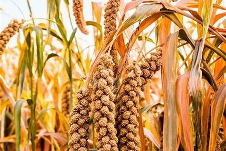 种谷子用什么肥料好