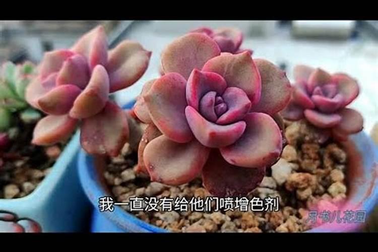 大蒜已抽苔打芸苔素能打吗？