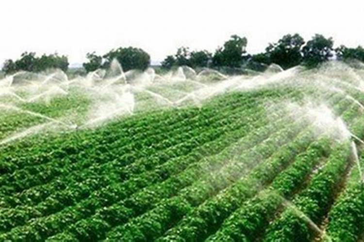 南方樱桃花期能不能喷磷酸二氢钾、糖醇钙和流体硼？