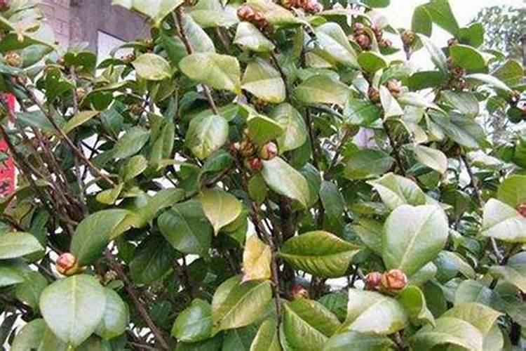 大量元素水溶肥料用法与用量