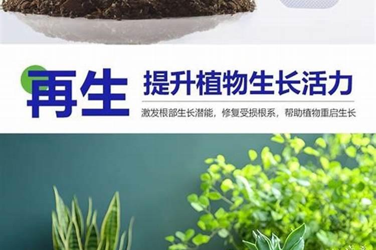水培绿萝用什么肥料长得快