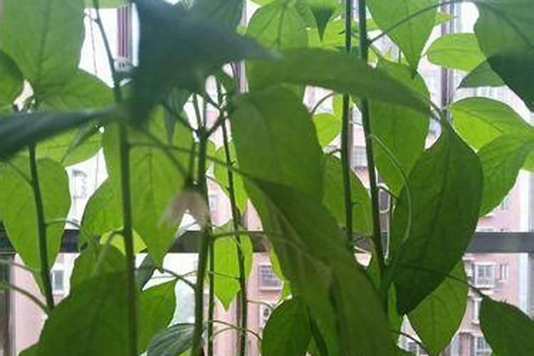 辣椒移栽后多久可以施肥