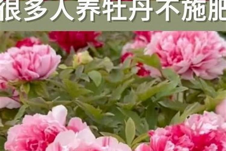 牡丹施肥用什么肥料合适,种植牡丹花四大高效肥料