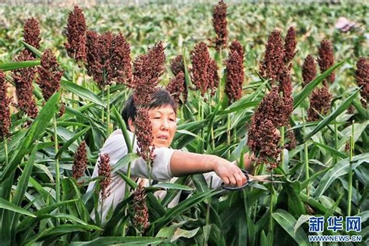 月季花苞期施什么肥 注意事项有哪些