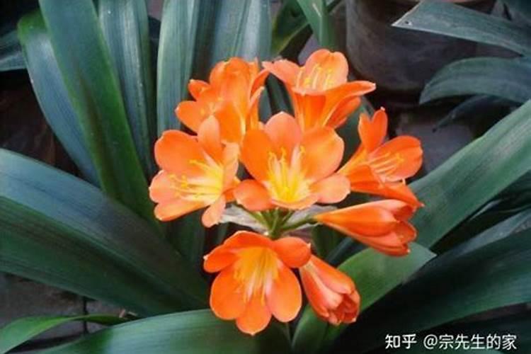 君子兰什么时候施芝麻饼肥好