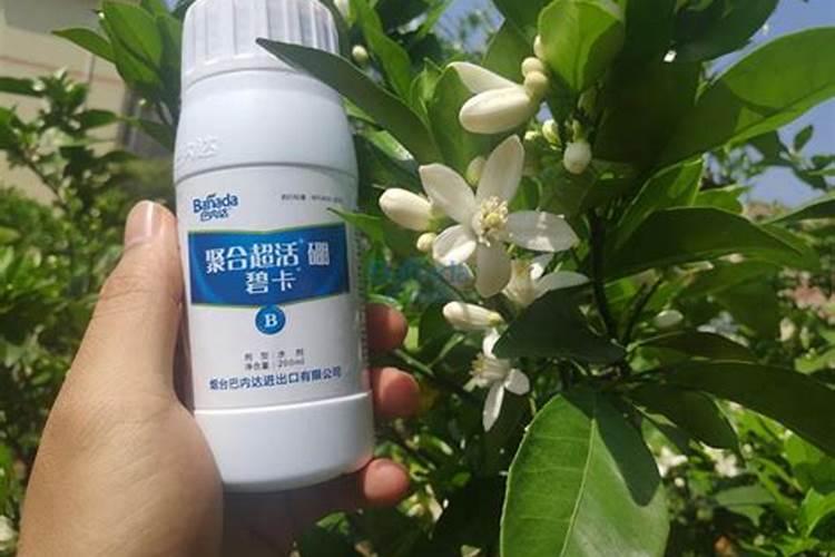 白沙蜜甜瓜有何特点？