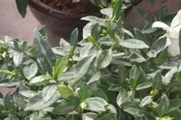 非洲茉莉原来长得非常好,自从叶子根部有透明液体后就出现叶子越来越少的...
