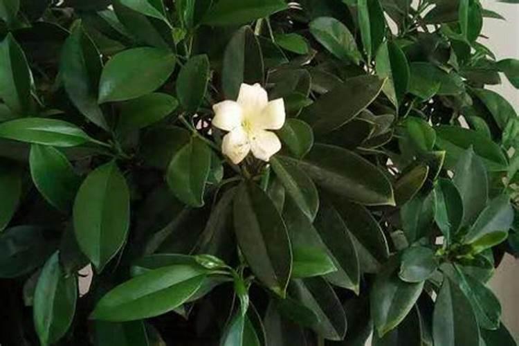 怎么养能使非洲茉莉开花