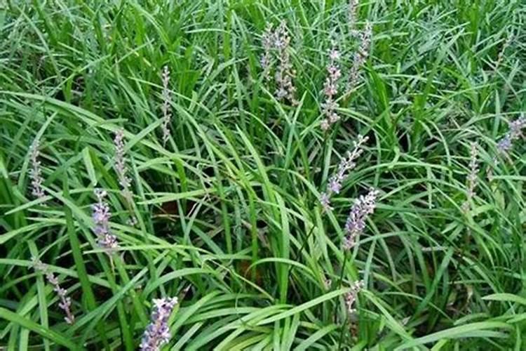 玉米缺磷用什么化肥好？
