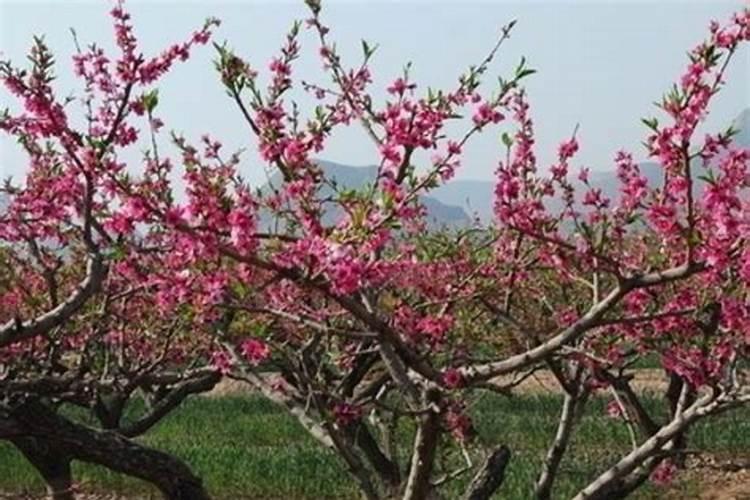 桂花树施肥用什么肥料