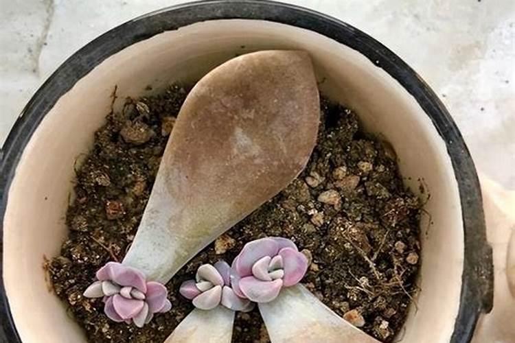 紫乐多肉怎么出侧芽