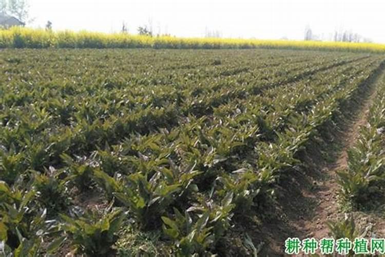 莴苣叶是什么情况？谢