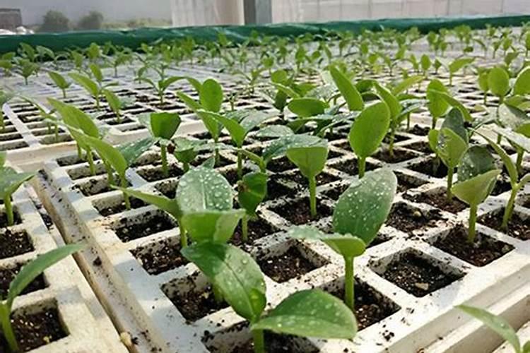 莴苣用什么肥料变高变粗 附莴苣的种植方法