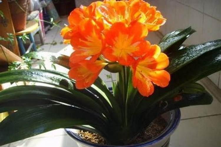 长寿花夏天高温怎么养