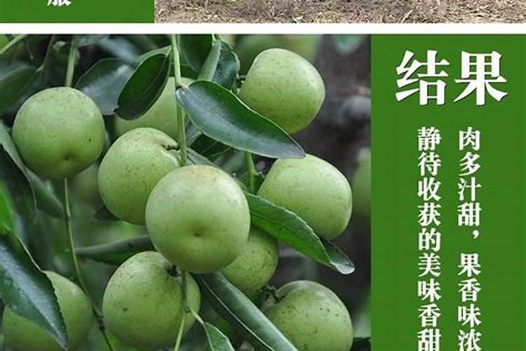 当年移栽的枣树开花坐果时能不能施肥