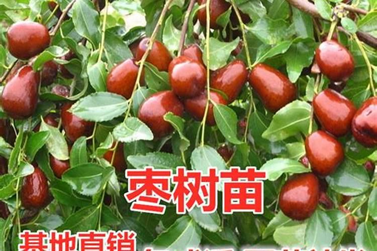 枣树追肥什么时间好、追哪些肥料