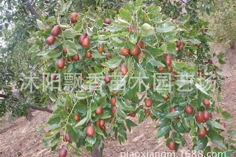 枣树施肥的最佳时间,是在几月份开始？