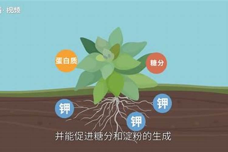 磷酸二氢钾正确施肥方法