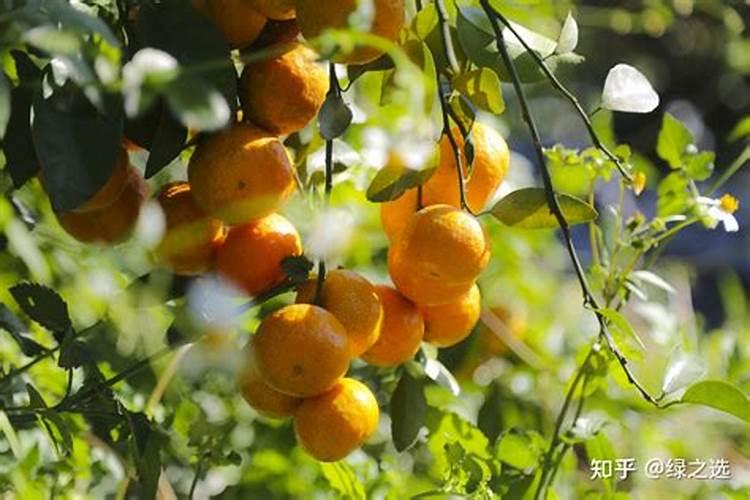 沙糖桔的种植方法