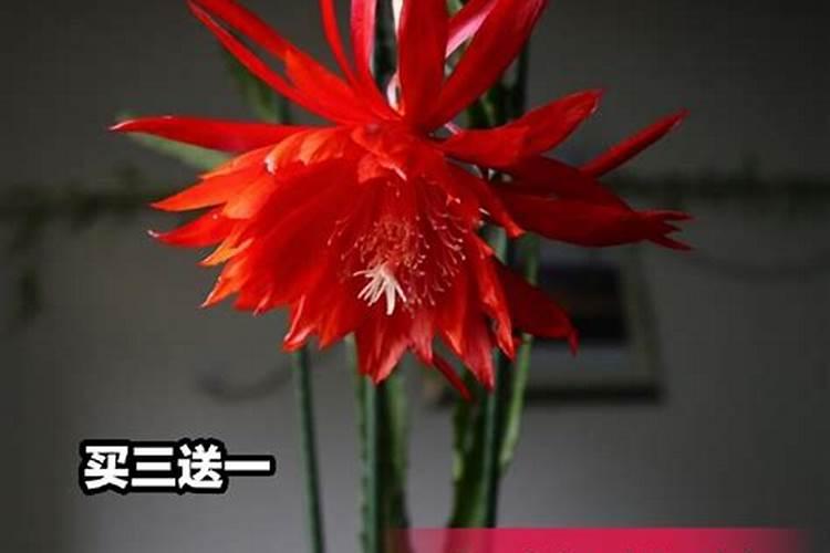 荷花令箭施什么肥最好