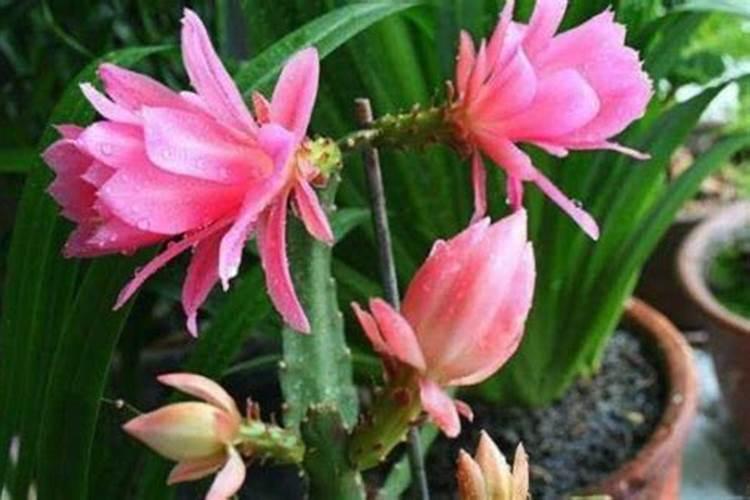 如何让令箭荷花多开花？