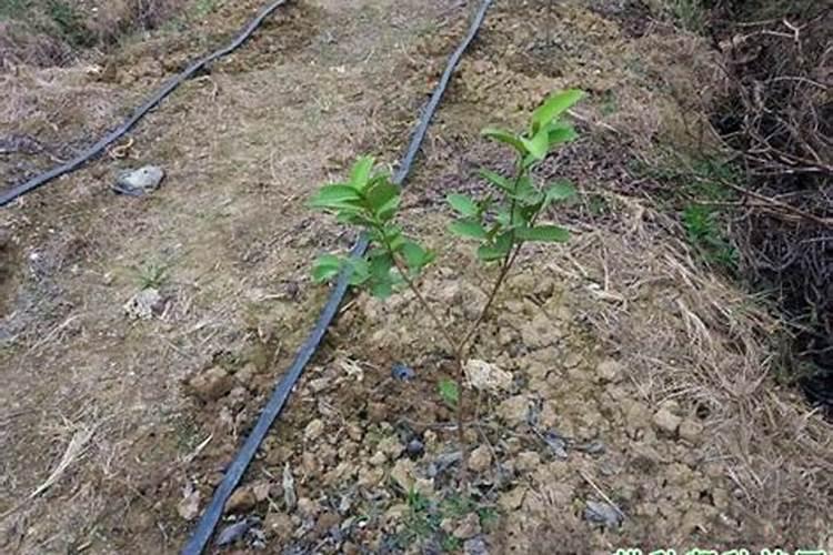 番石榴施什么肥更甜爽 想要番石榴甜爽要施什么肥