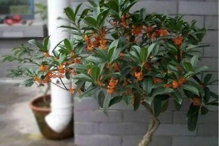 丹桂树种植方法