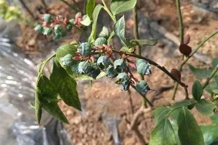 芸苔素多久喷一次,什么时候不能喷,什么情况下使用