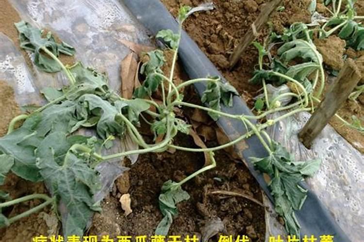 西瓜什么时候施硼肥