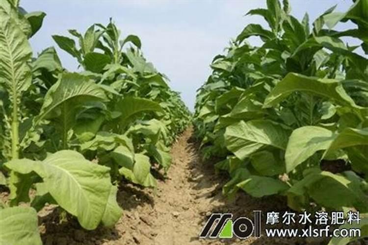 烟叶苗期使用什么肥料效果较好？