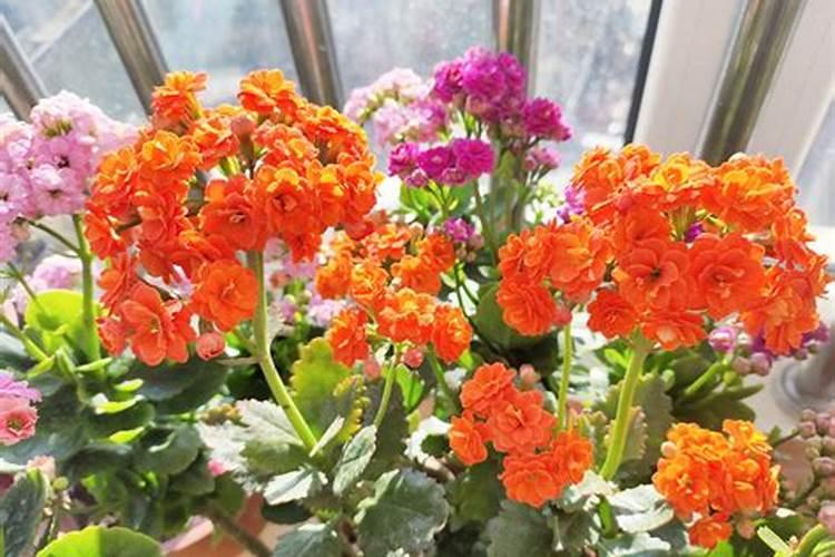 长寿花施肥方法,用什么肥好