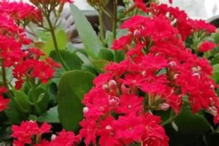 长寿花开花时能施肥吗