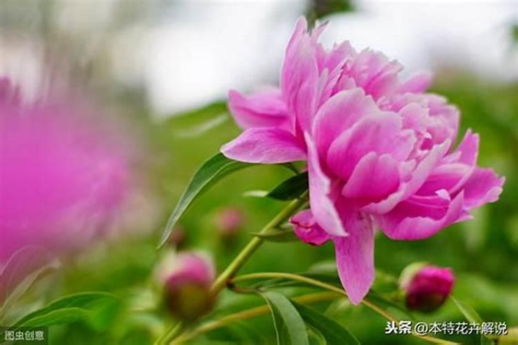 芍药花种植