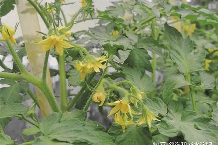 复合型水溶肥料与水溶肥那个更好？