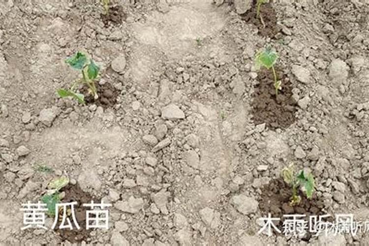 鲁冰花种植方法及时间(鲁冰花种植全攻略,方法、时间及养护要点详解...