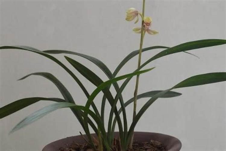 建兰什么时候开花,养殖方法是怎样的？