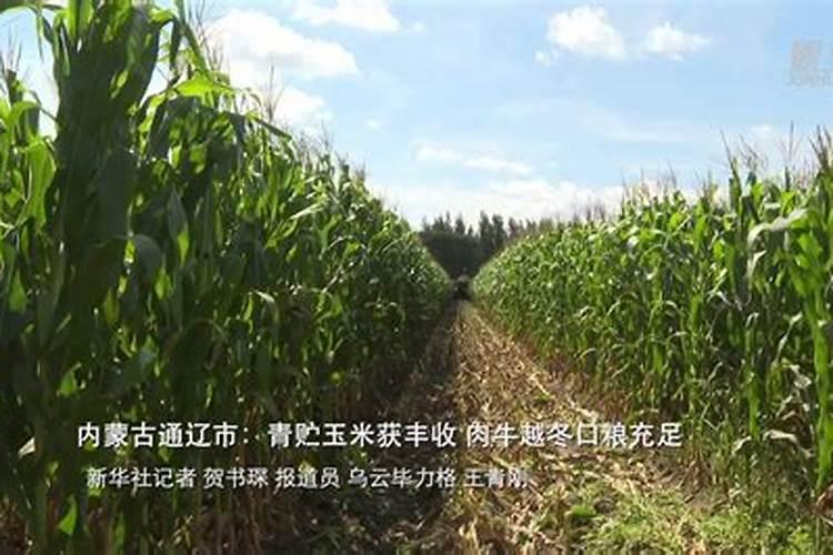家里有十亩地怎么种植致富