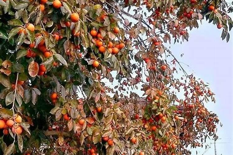 柿子树施什么肥料好