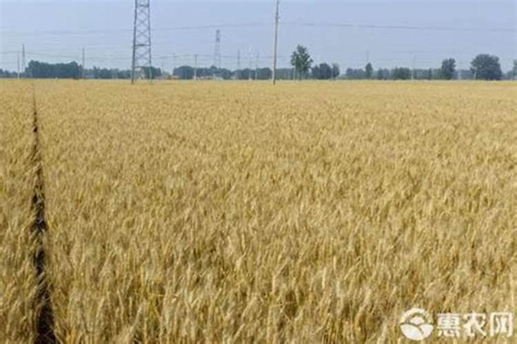 春天温度低小麦需要喷什么样的叶面肥？